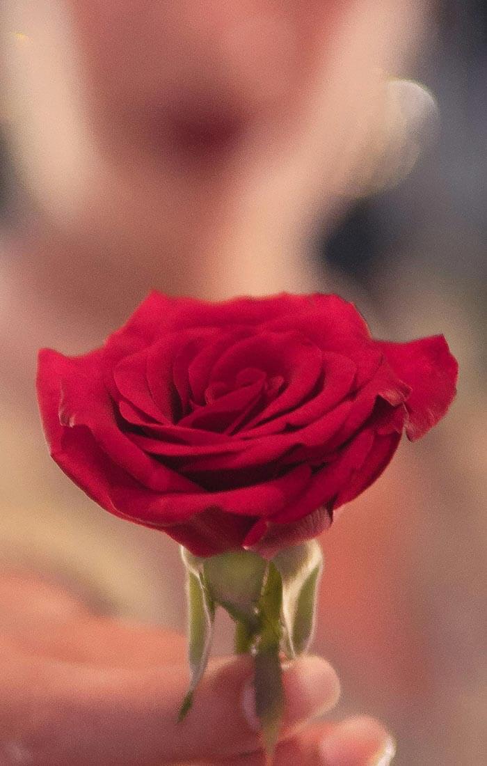 Eine rote Rose wird vom einer Person gehalten, die man unscharf im Hintergrund sieht