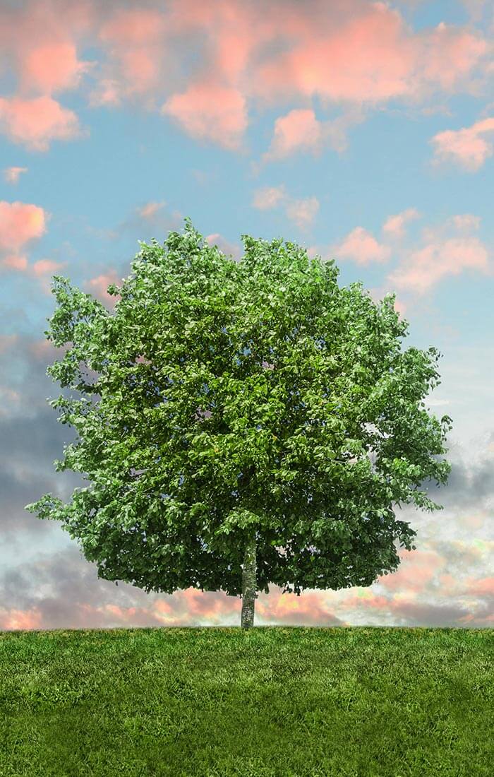 ein einzelner Baum auf einem grasbedeckten Hügel mit einem bewölkten Himmel, der von der untergehenden Sonne rosa gefärbt wird