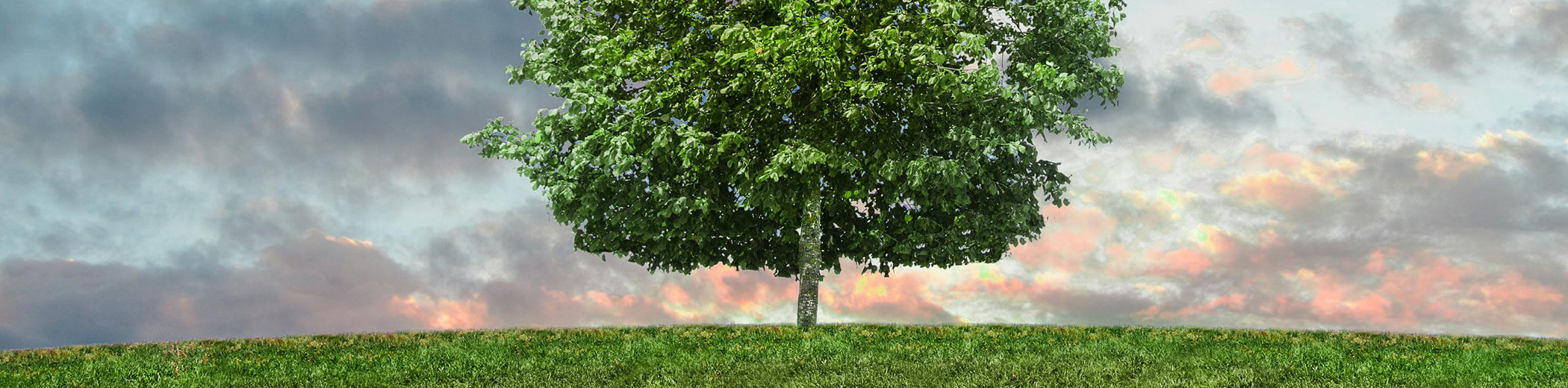 ein einzelner Baum auf einem grasbedeckten Hügel mit einem bewölkten Himmel, der von der untergehenden Sonne rosa gefärbt wird